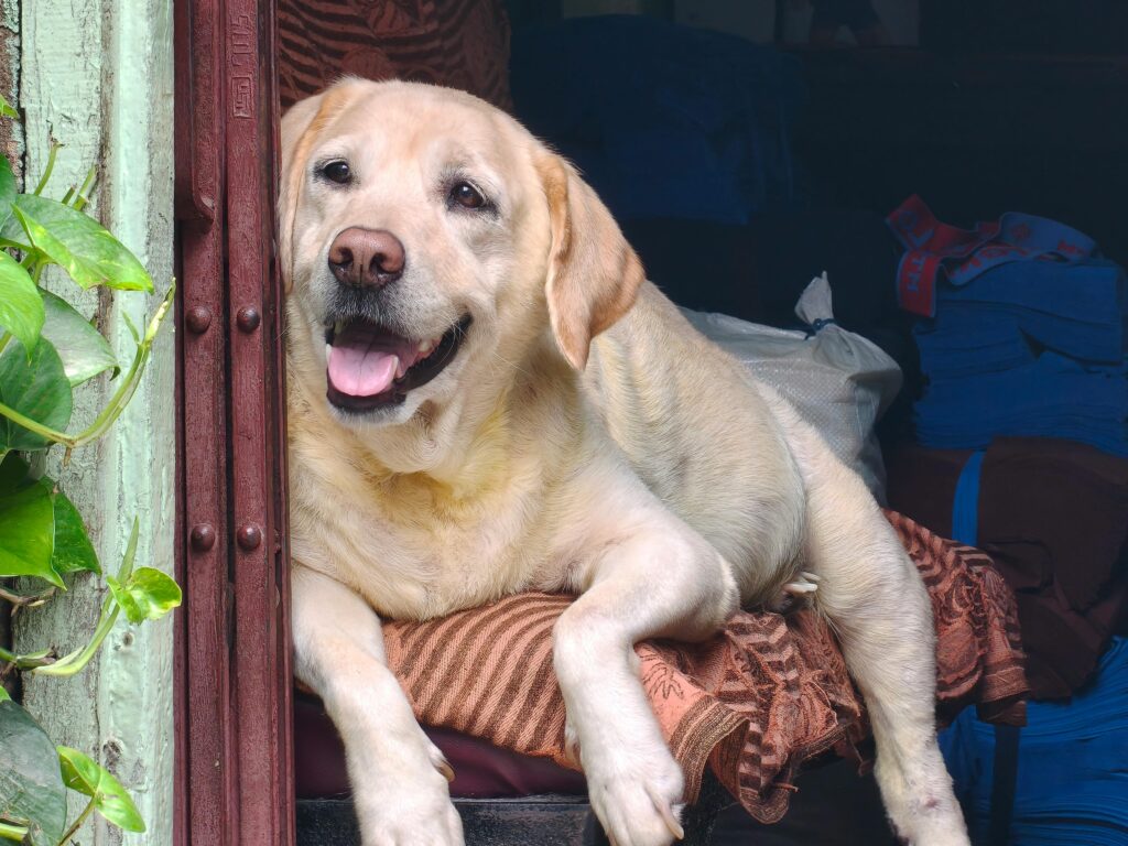 dog-grooming-patterson-lakes-lab